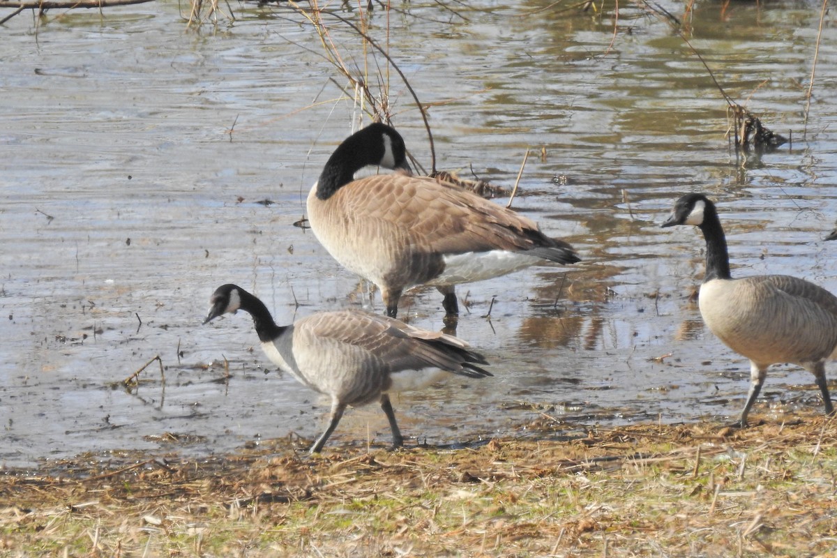 Cackling Goose - ML615510489