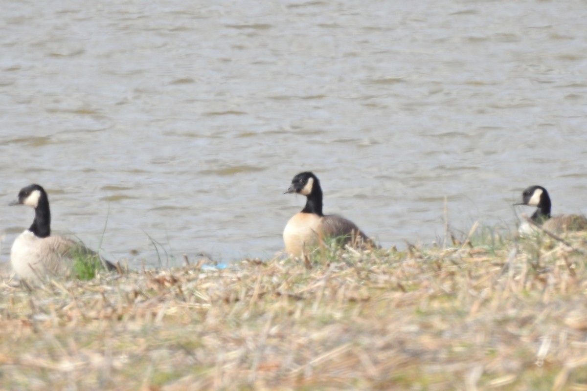 Cackling Goose - ML615510490