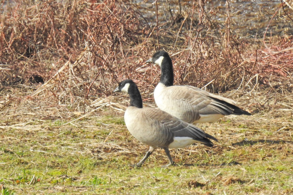 Cackling Goose - ML615510494