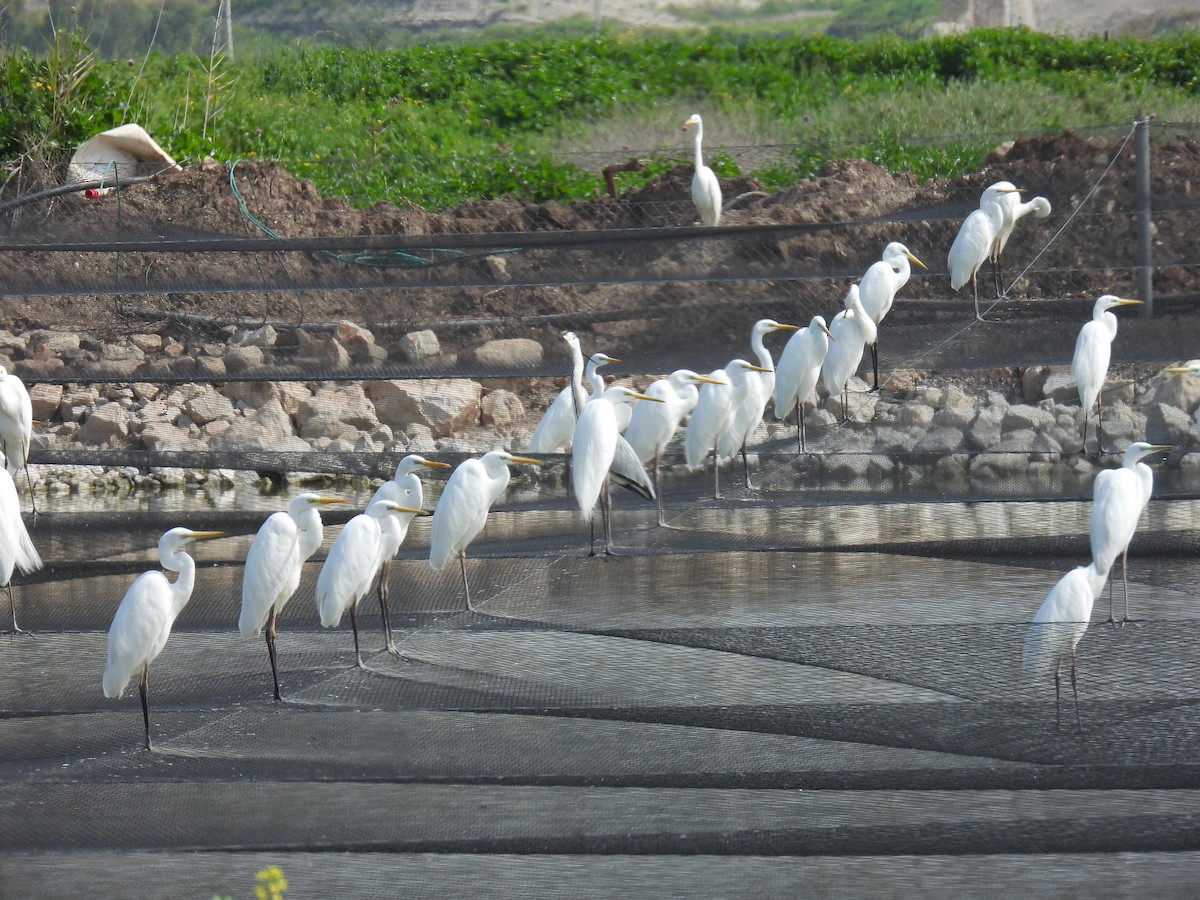 Great Egret - ML615510502