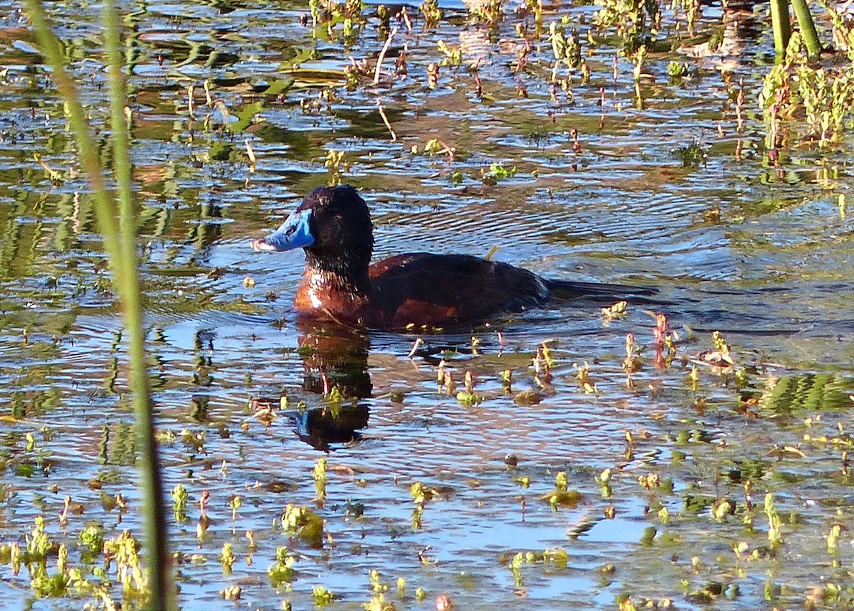 Lake Duck - ML615510503