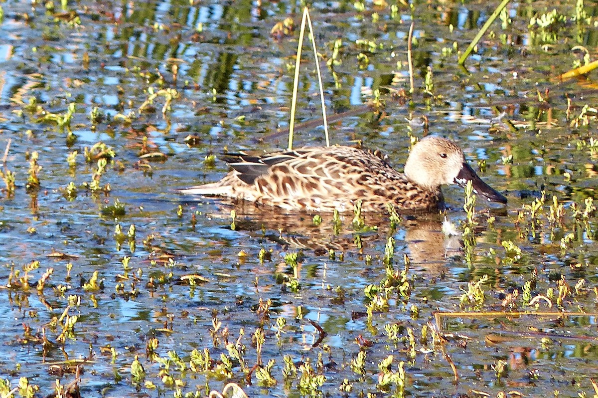 Red Shoveler - ML615510524