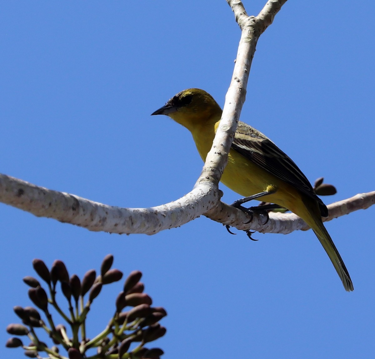 Orchard Oriole - ML615510529