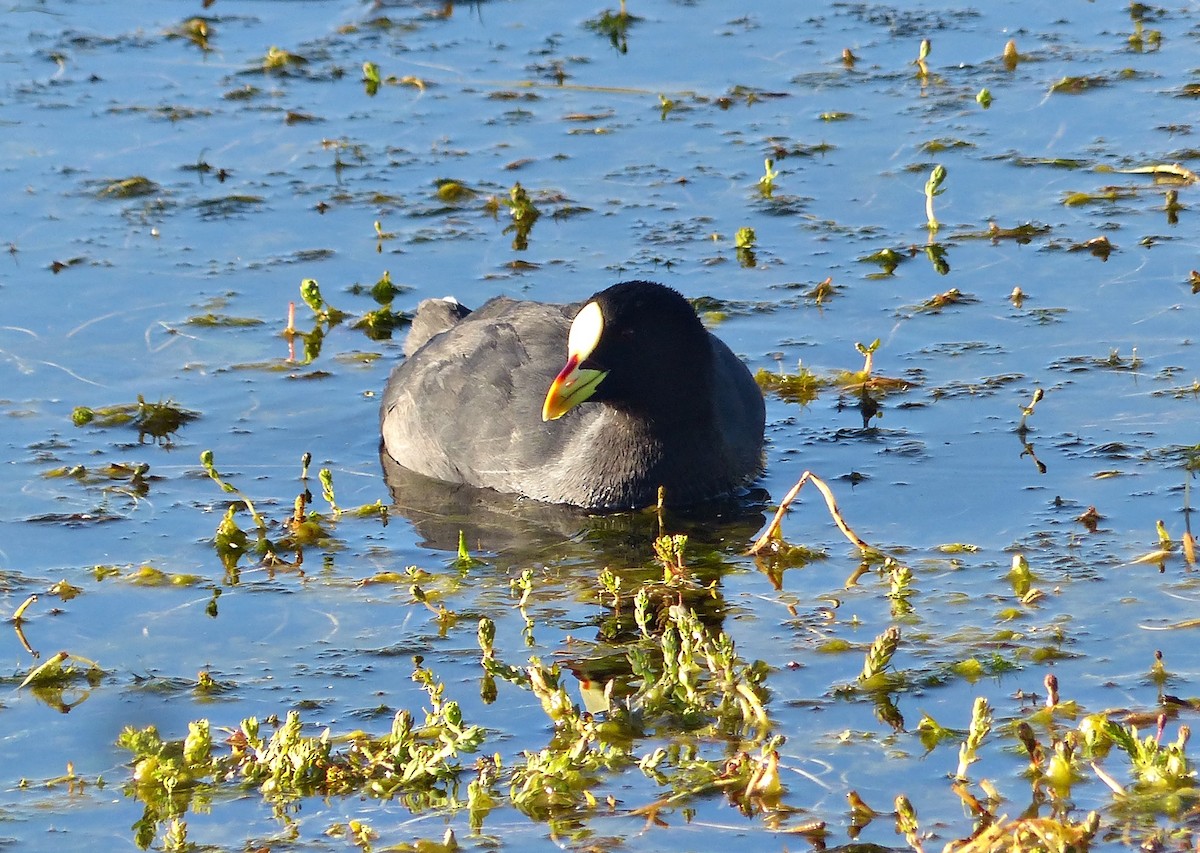 Red-gartered Coot - ML615510539