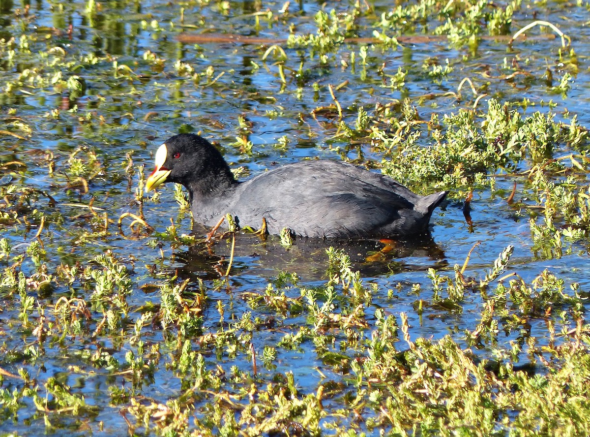 Red-gartered Coot - ML615510540