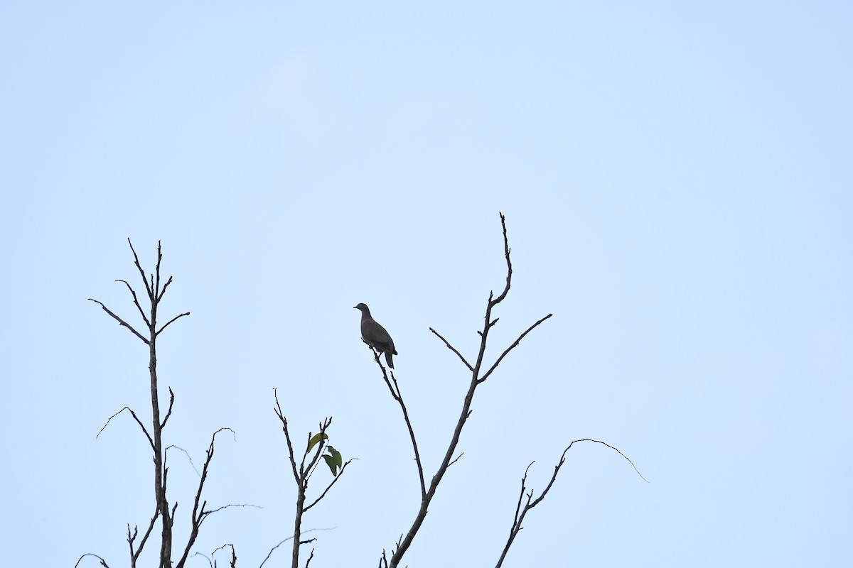 Pale-vented Pigeon - ML615510542