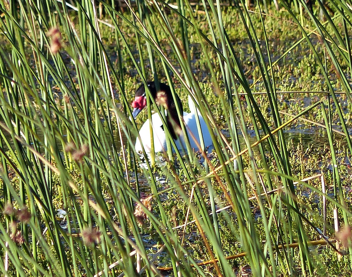 Black-necked Swan - ML615510544