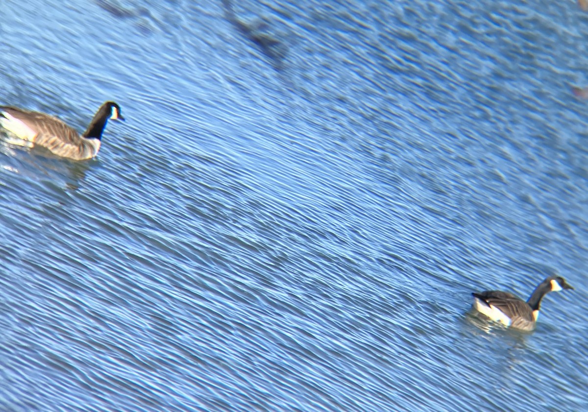 Канад галуу - ML615510550