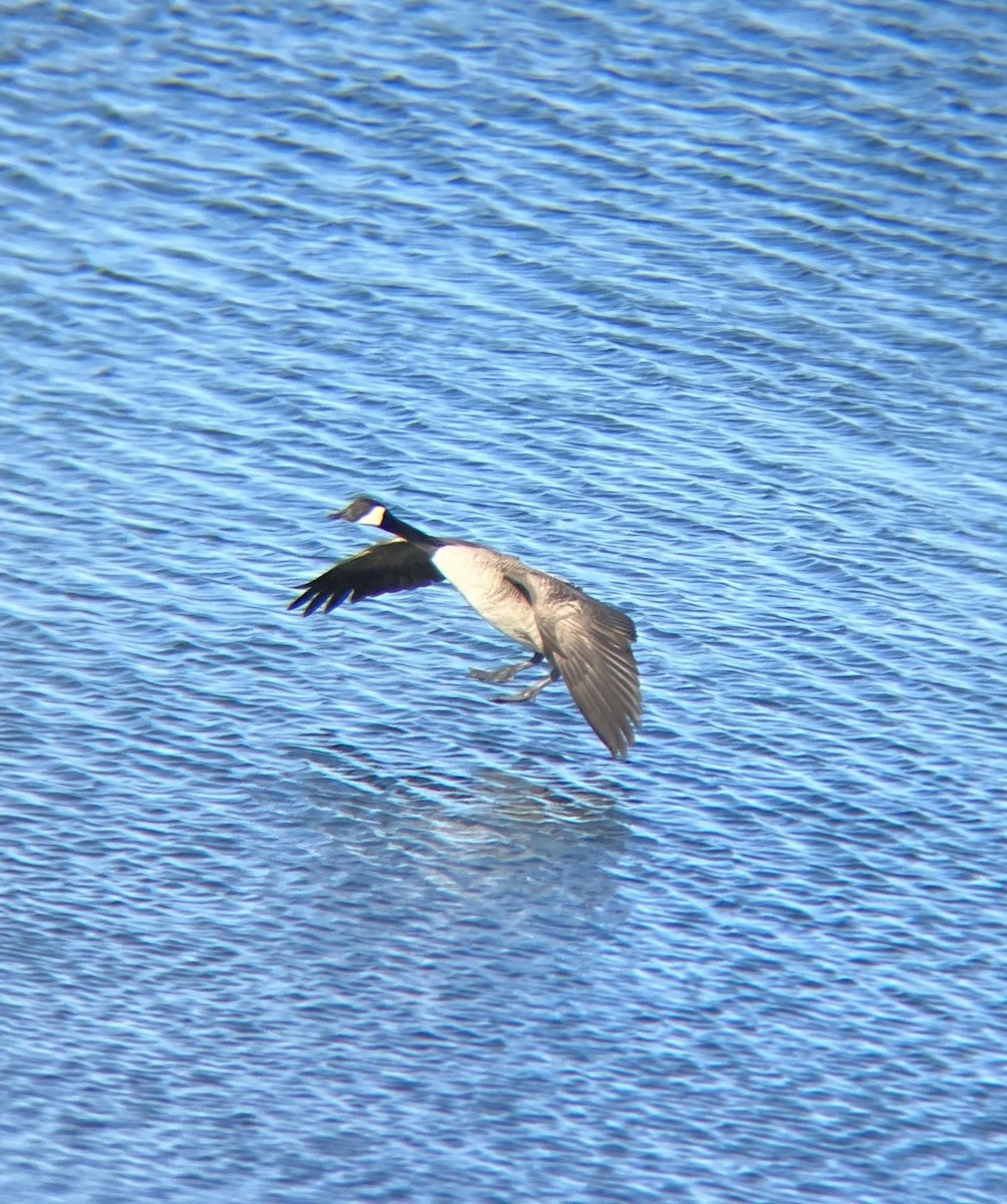 Barnacla Canadiense Grande - ML615510551