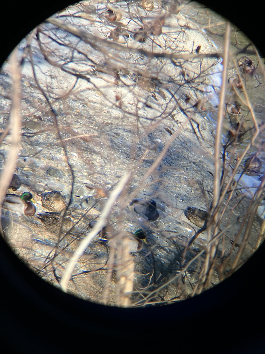 Зэрлэг нугас - ML615510552