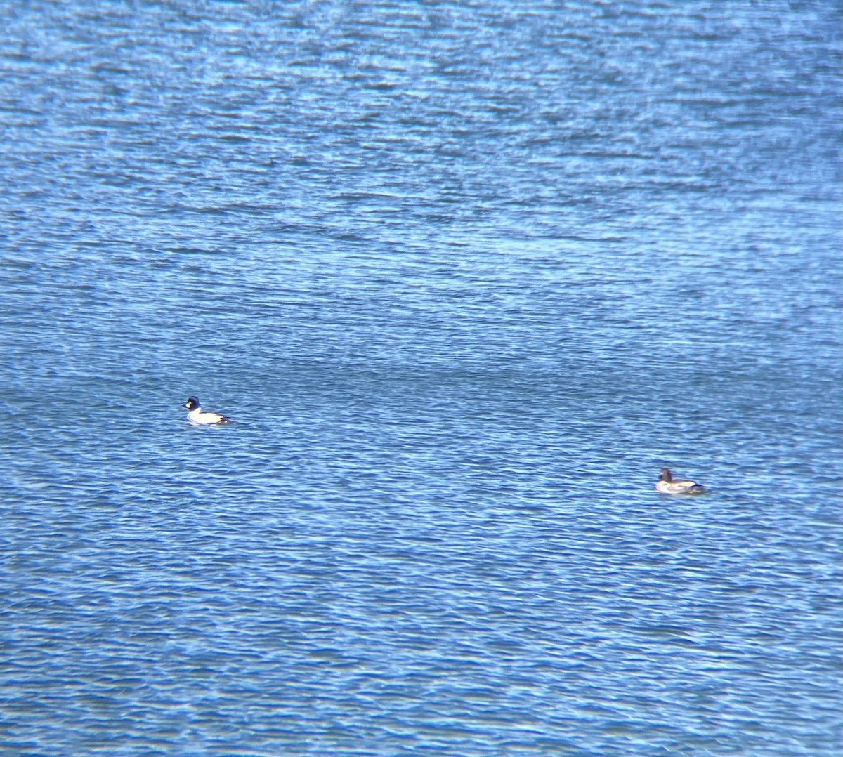 Алаг шунгаач - ML615510555