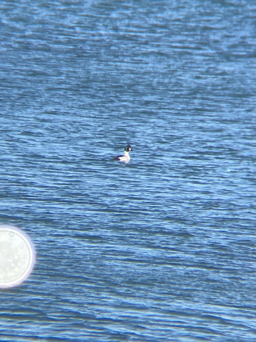 Common Goldeneye - ML615510558