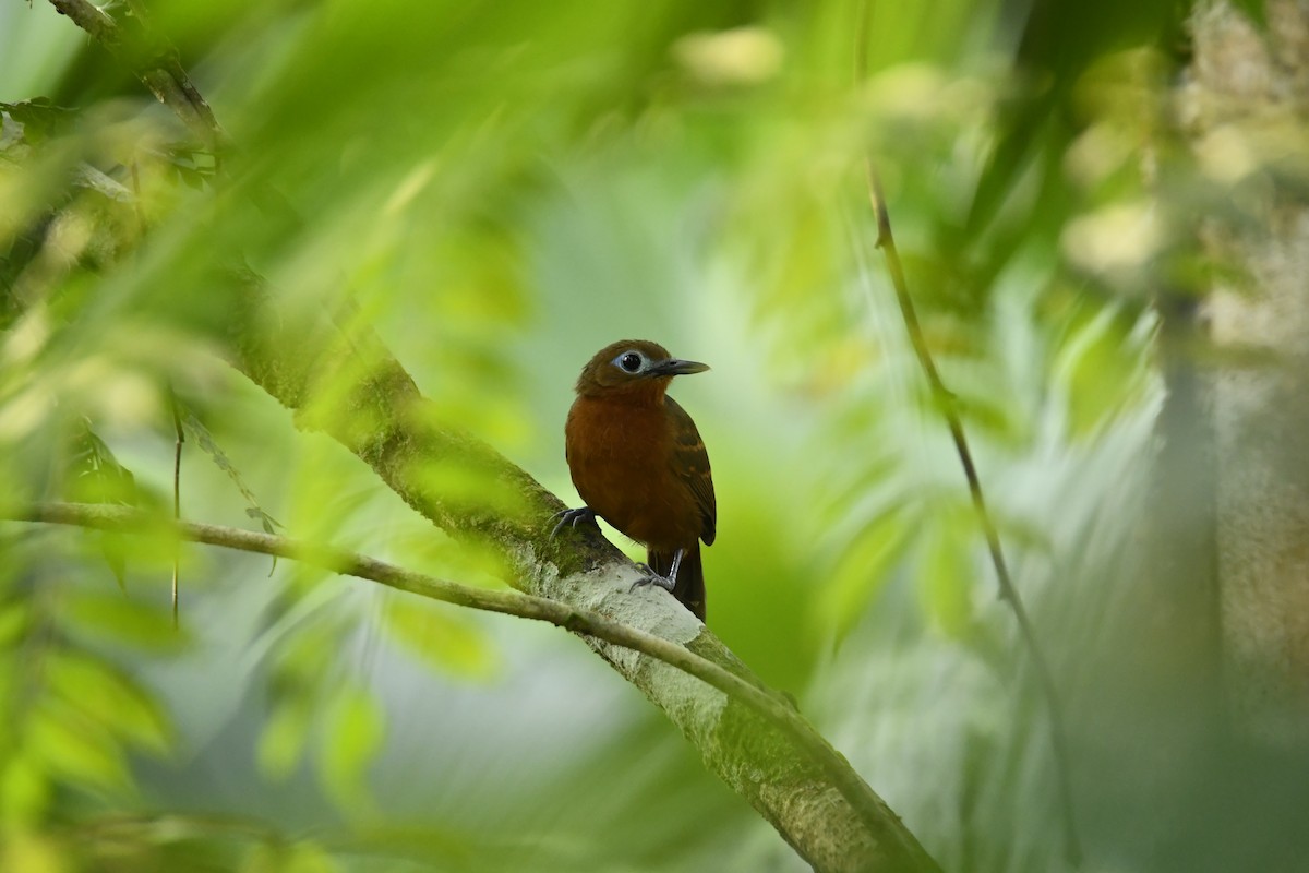 Bare-crowned Antbird - Elkin René Briceño Lara