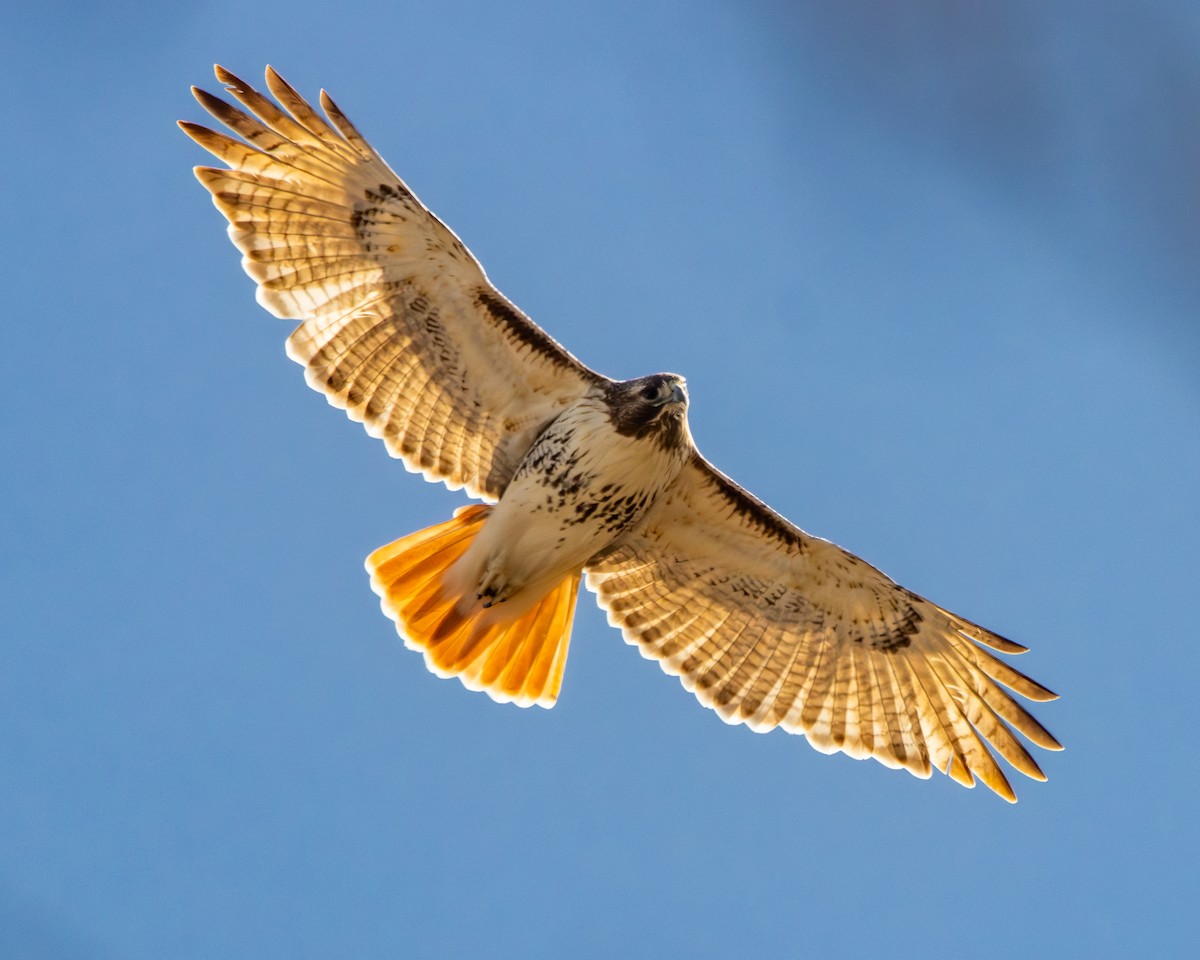 Red-tailed Hawk - ML615510587