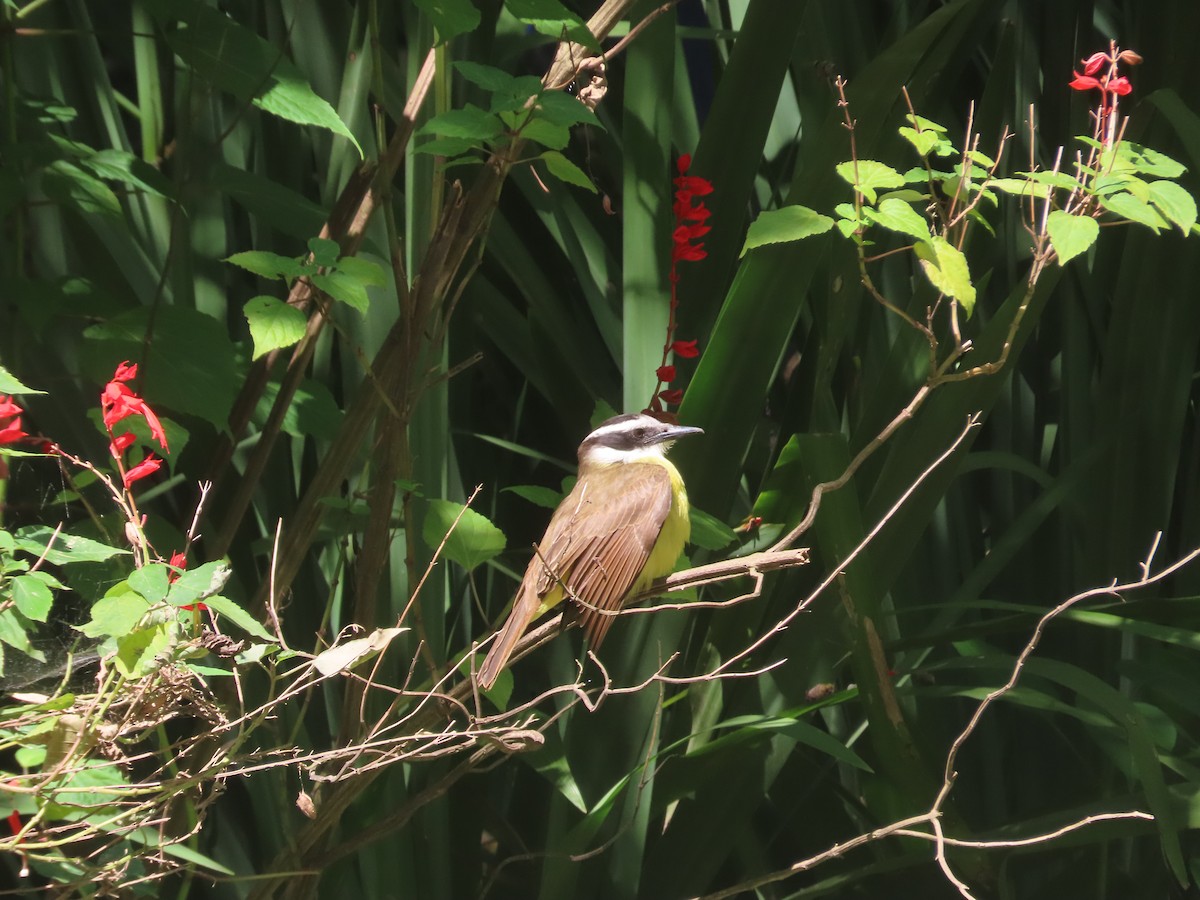 Great Kiskadee - ML615510611