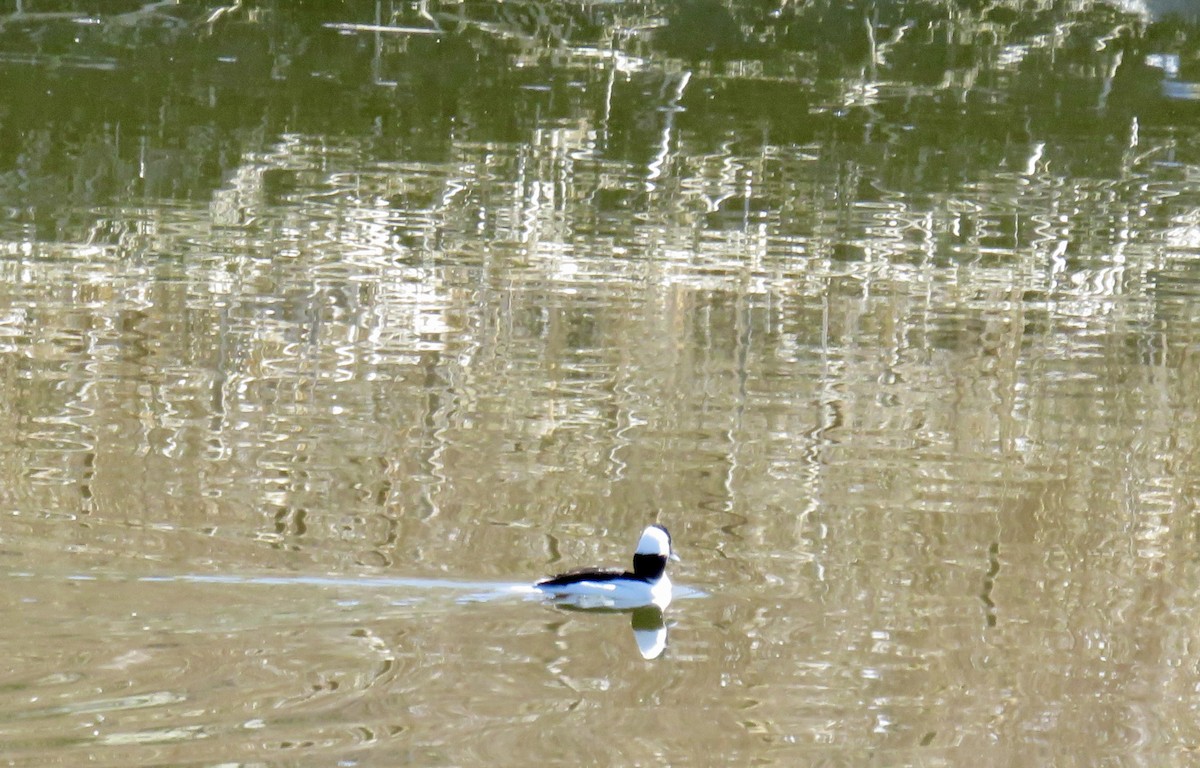 Bufflehead - ML615510643