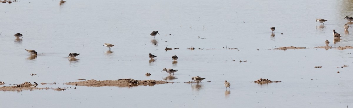 Western Sandpiper - Millie and Peter Thomas