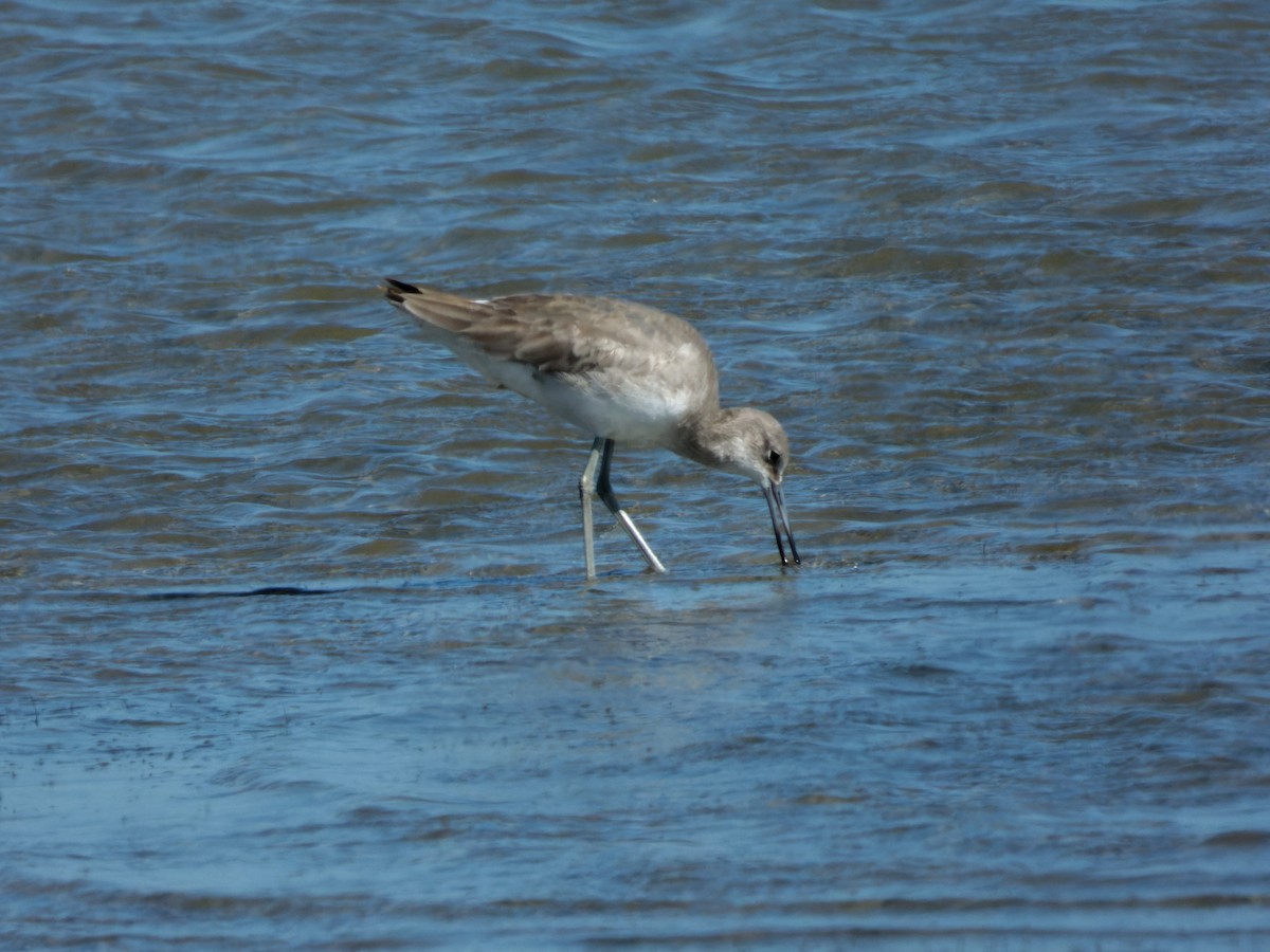 Playero Aliblanco (inornata) - ML615510648