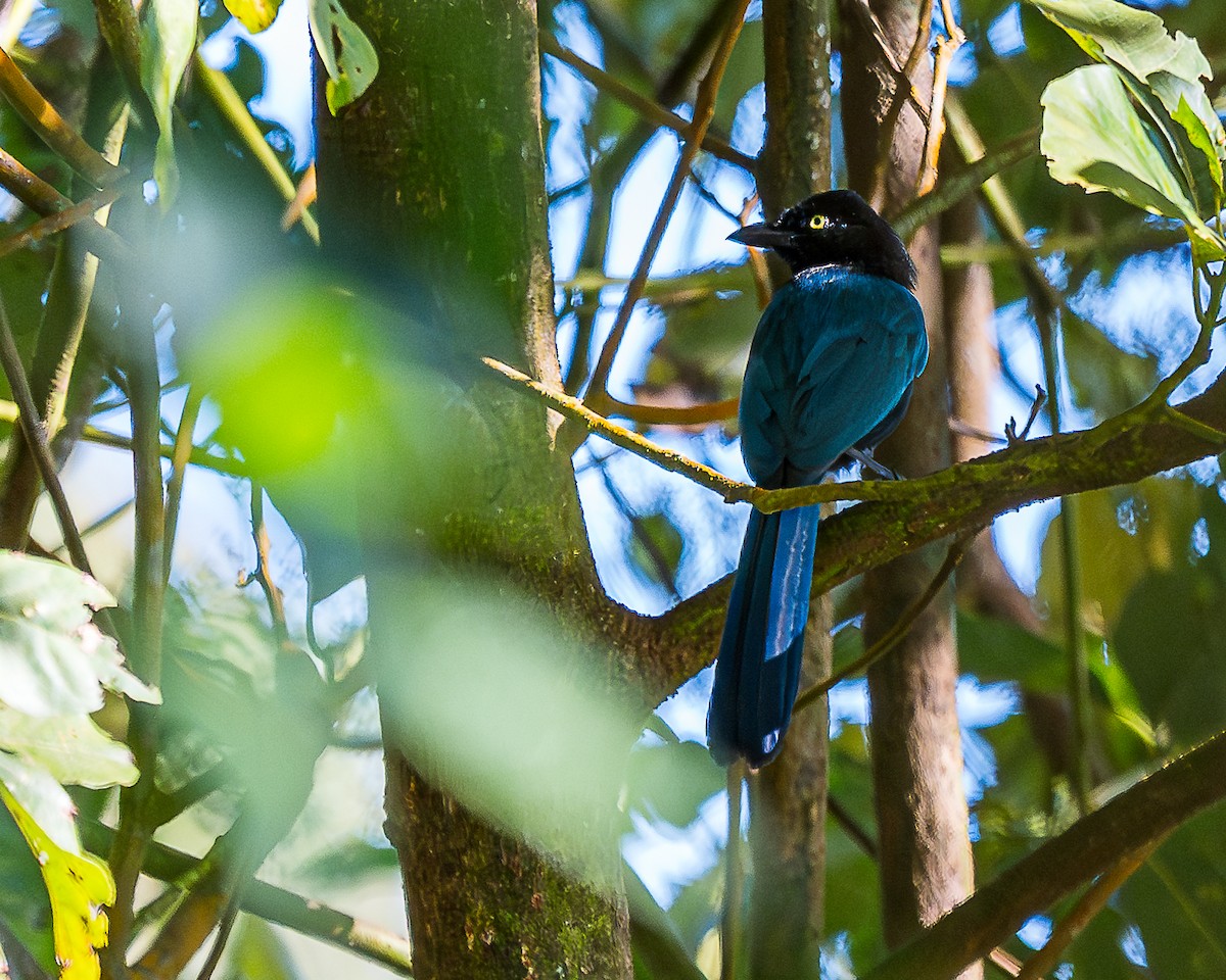 Bushy-crested Jay - ML615510690