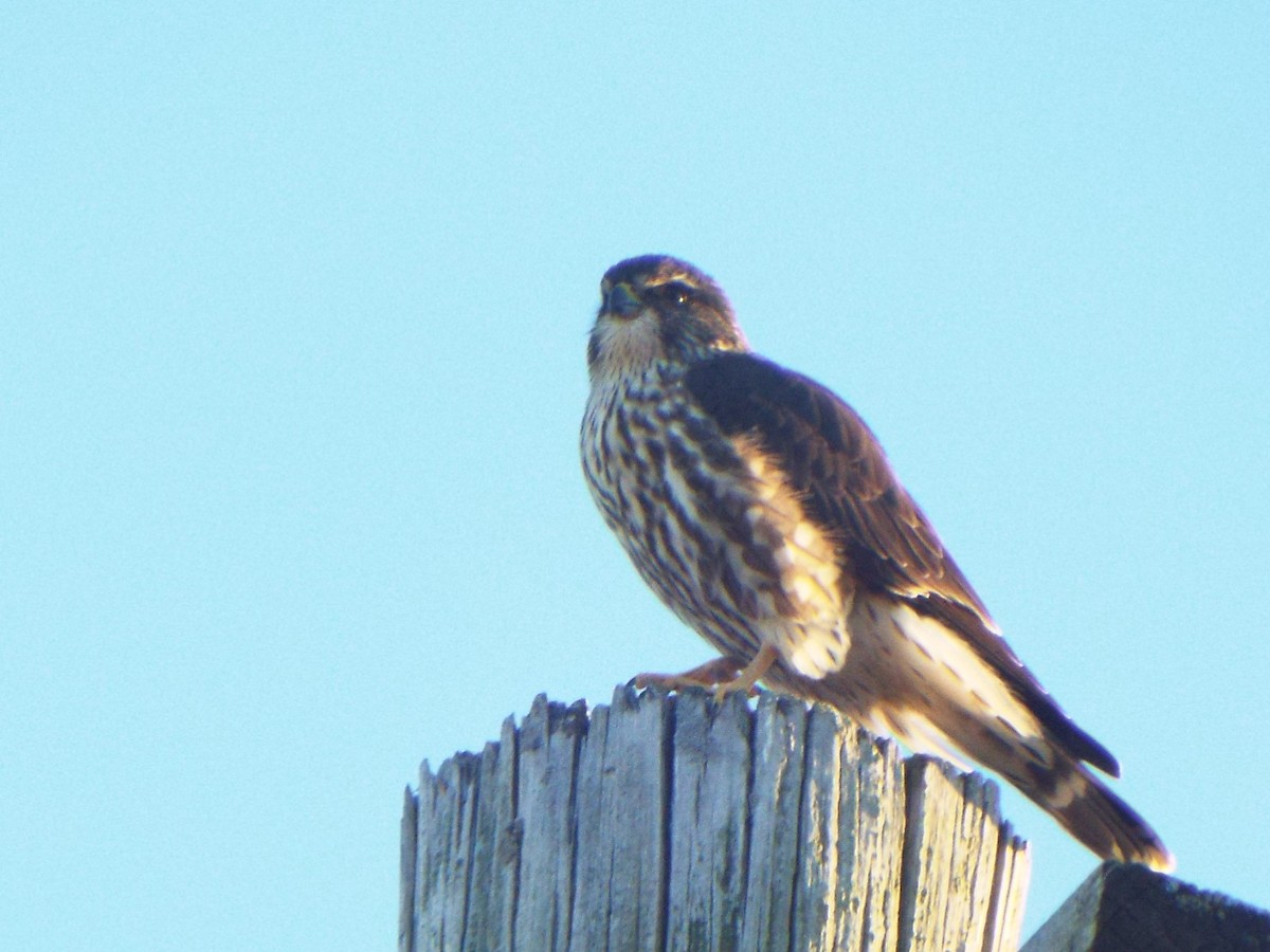 Faucon émerillon (columbarius) - ML615510725