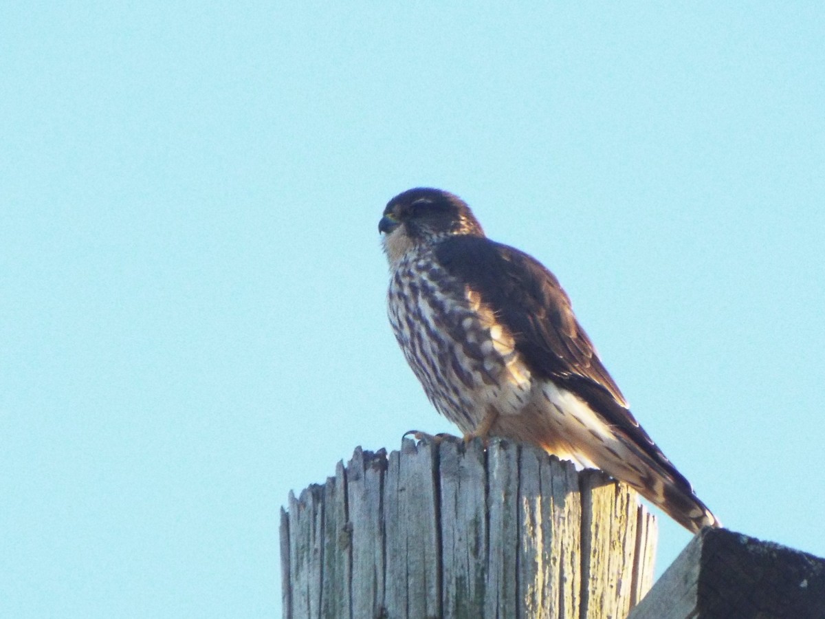 Faucon émerillon (columbarius) - ML615510726
