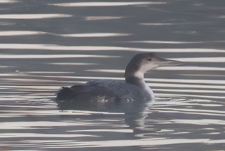 Common Loon - ML615510740