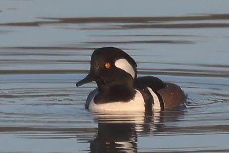 Hooded Merganser - ML615510742