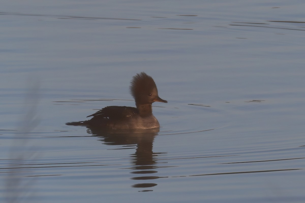 Hooded Merganser - ML615510743