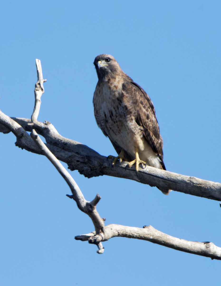 Red-tailed Hawk - ML615510744