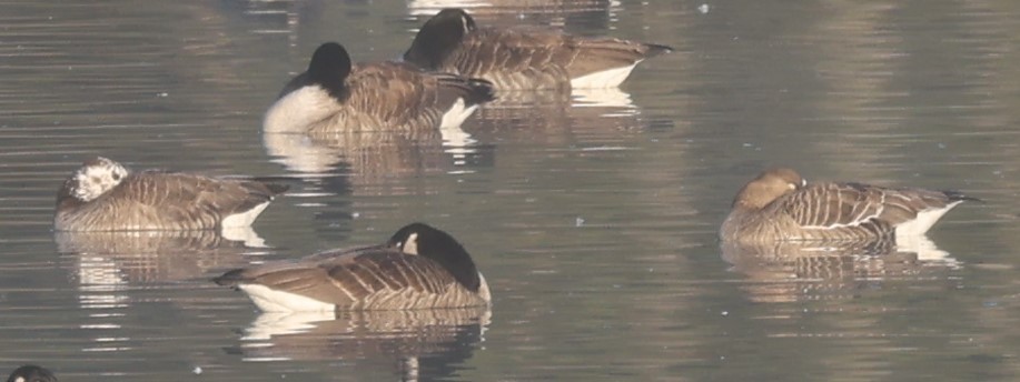 Greater White-fronted Goose (Western) - ML615510746