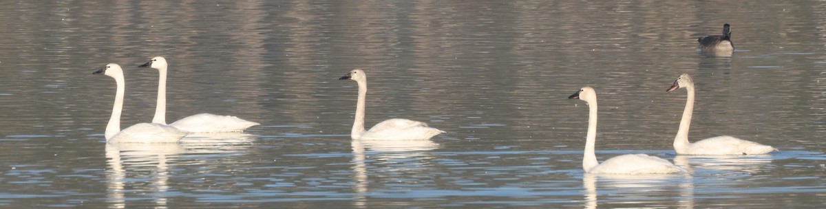 Tundra Swan (Whistling) - ML615510754