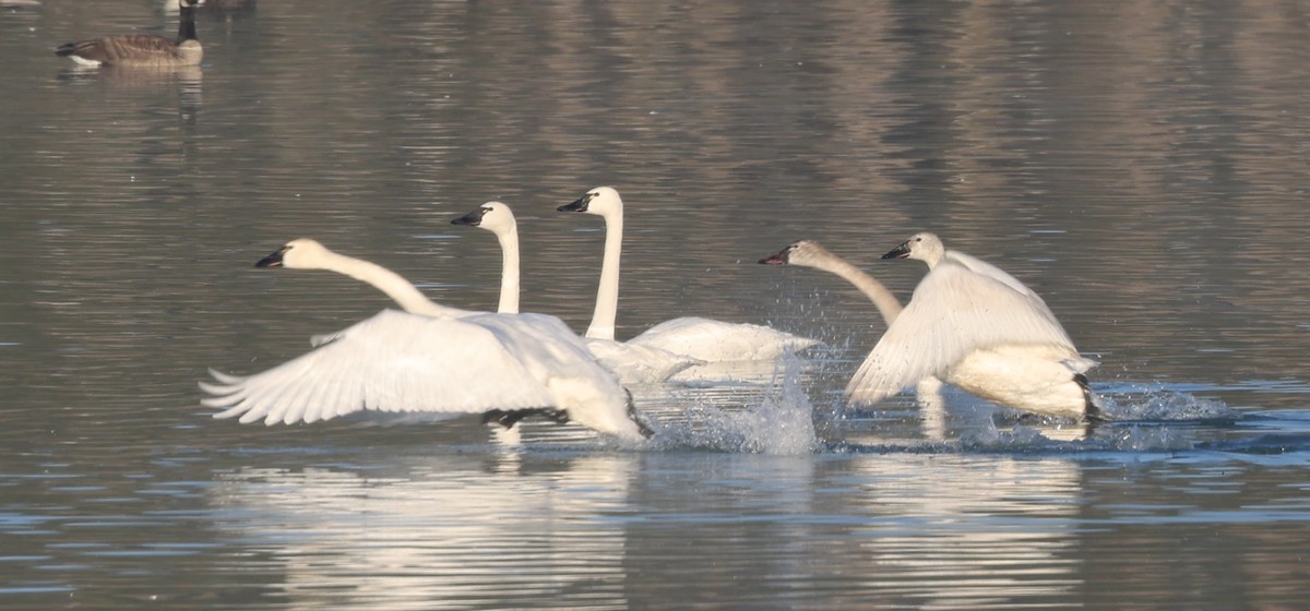 Tundra Swan (Whistling) - ML615510759