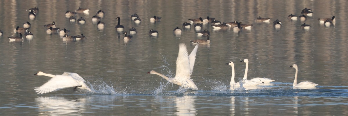 Tundra Swan (Whistling) - ML615510761