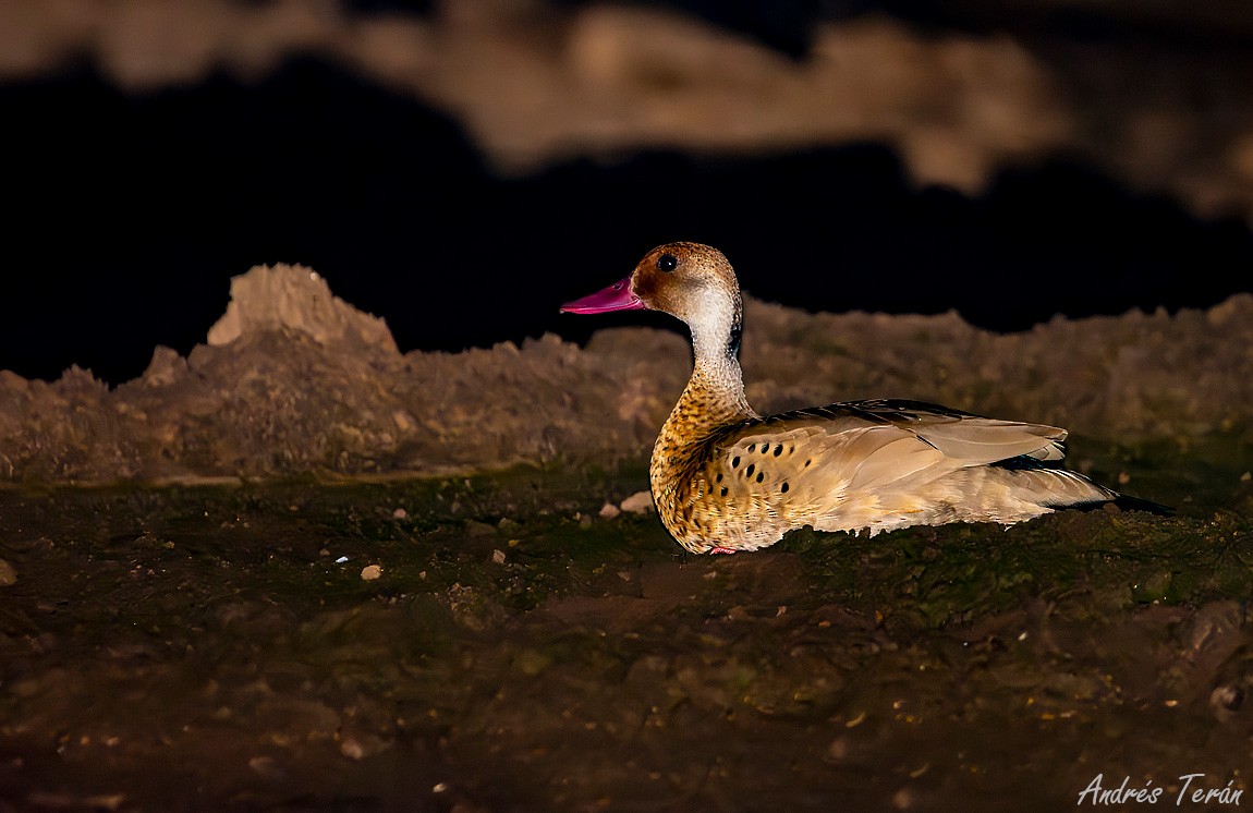 Brazilian Teal - ML615510784