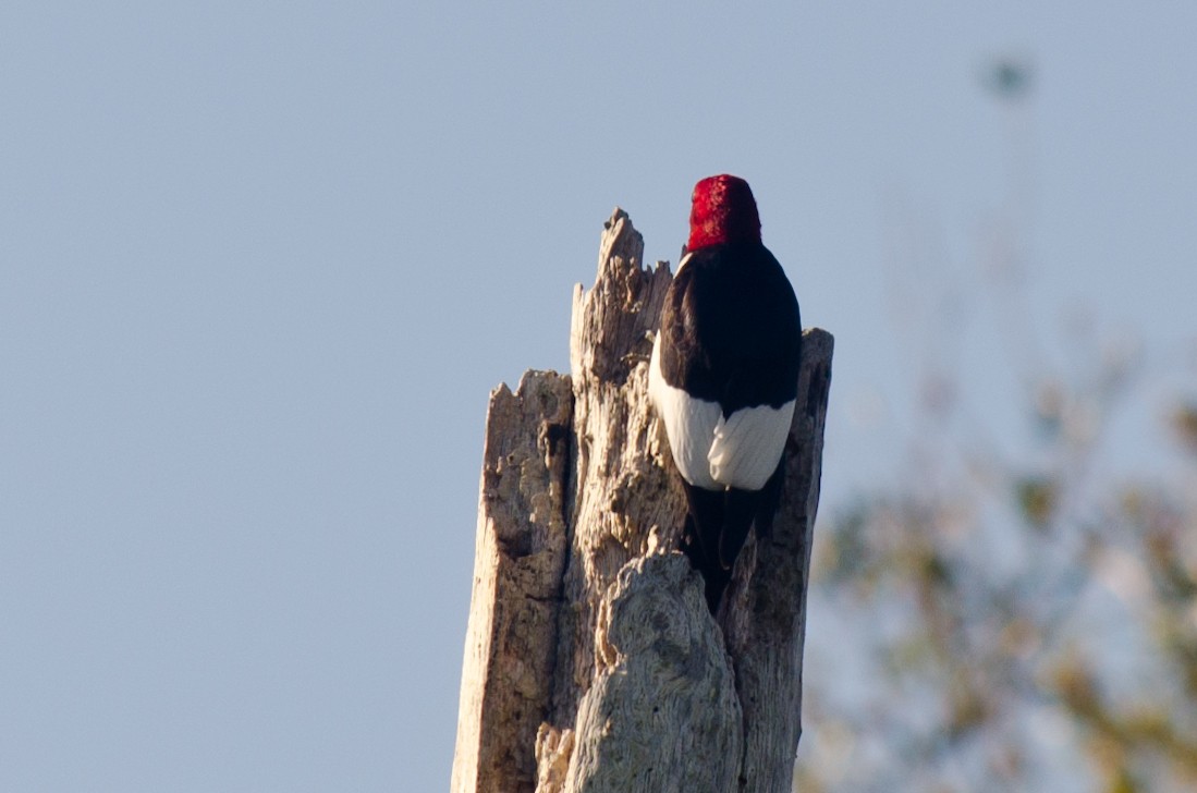 Red-headed Woodpecker - ML615510790
