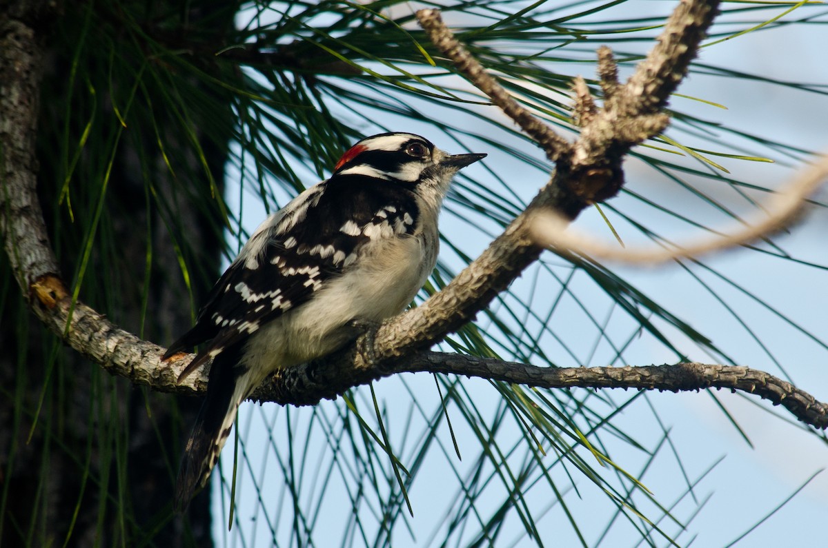 Downy Woodpecker - ML615510792