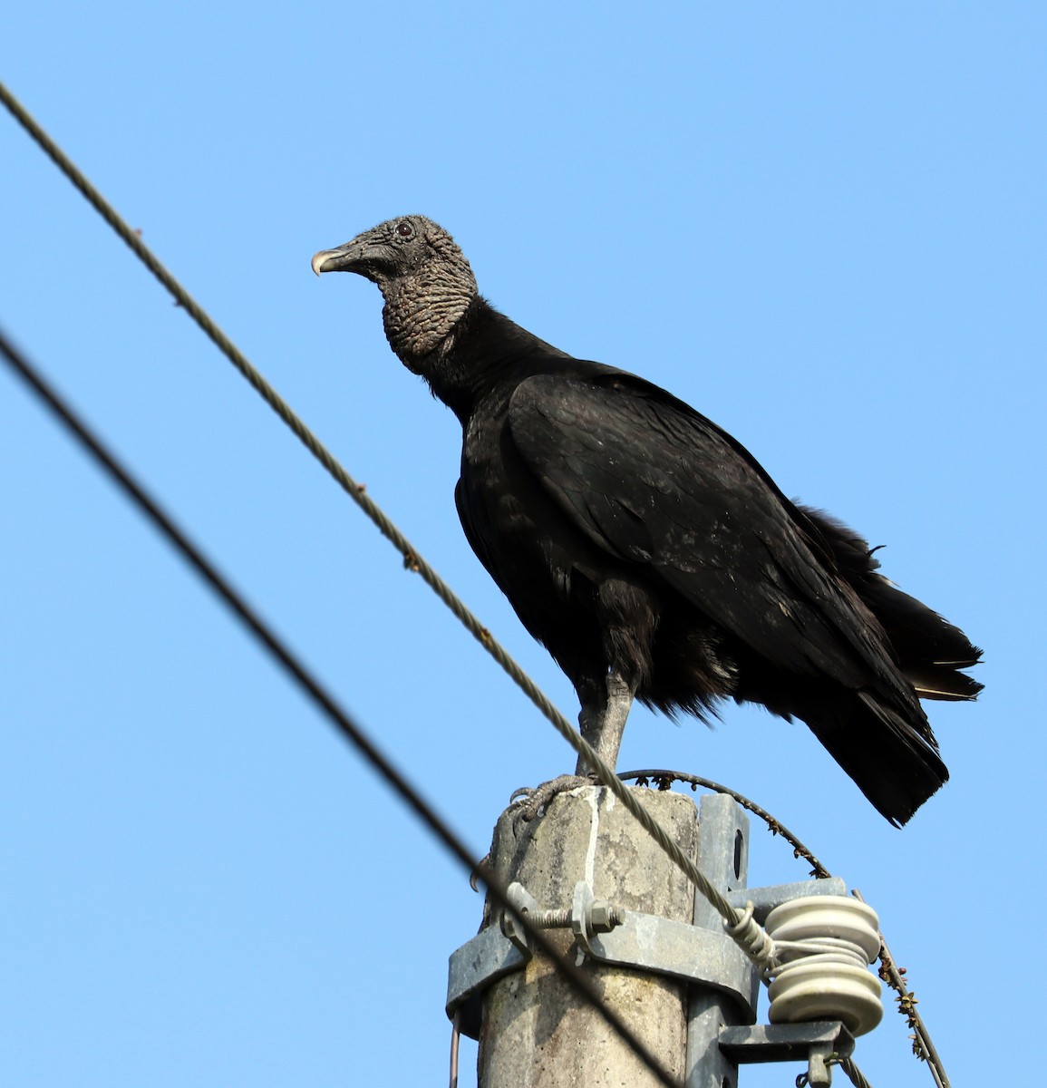 Black Vulture - ML615510810