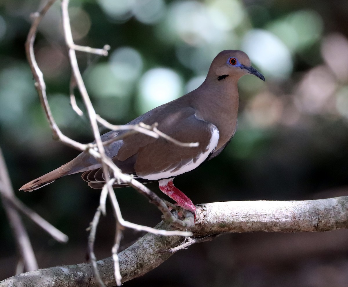 White-winged Dove - Dmitrii Travin