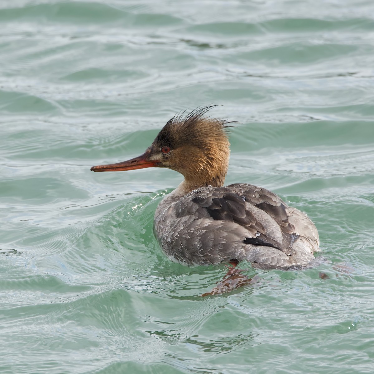 Red-breasted Merganser - Donna Salko