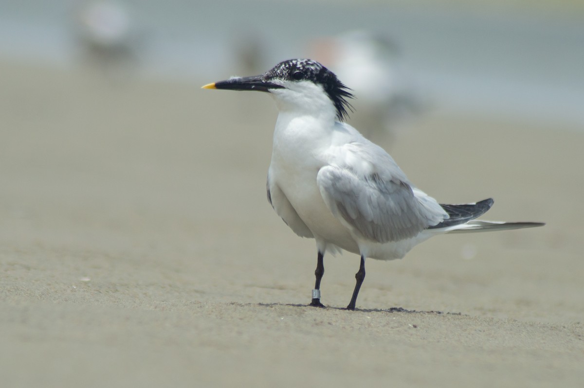 Sandwich Tern (Cabot's) - ML615510929