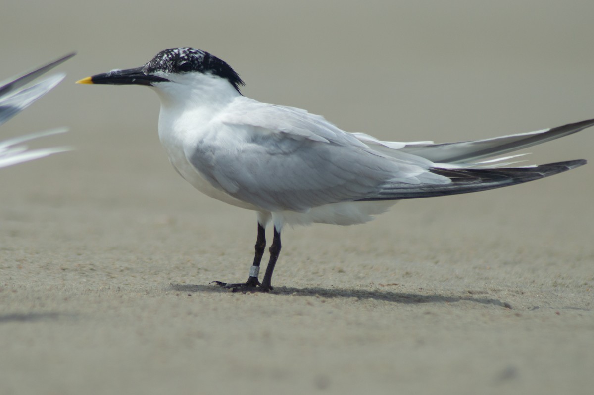 Sandwich Tern (Cabot's) - ML615510936