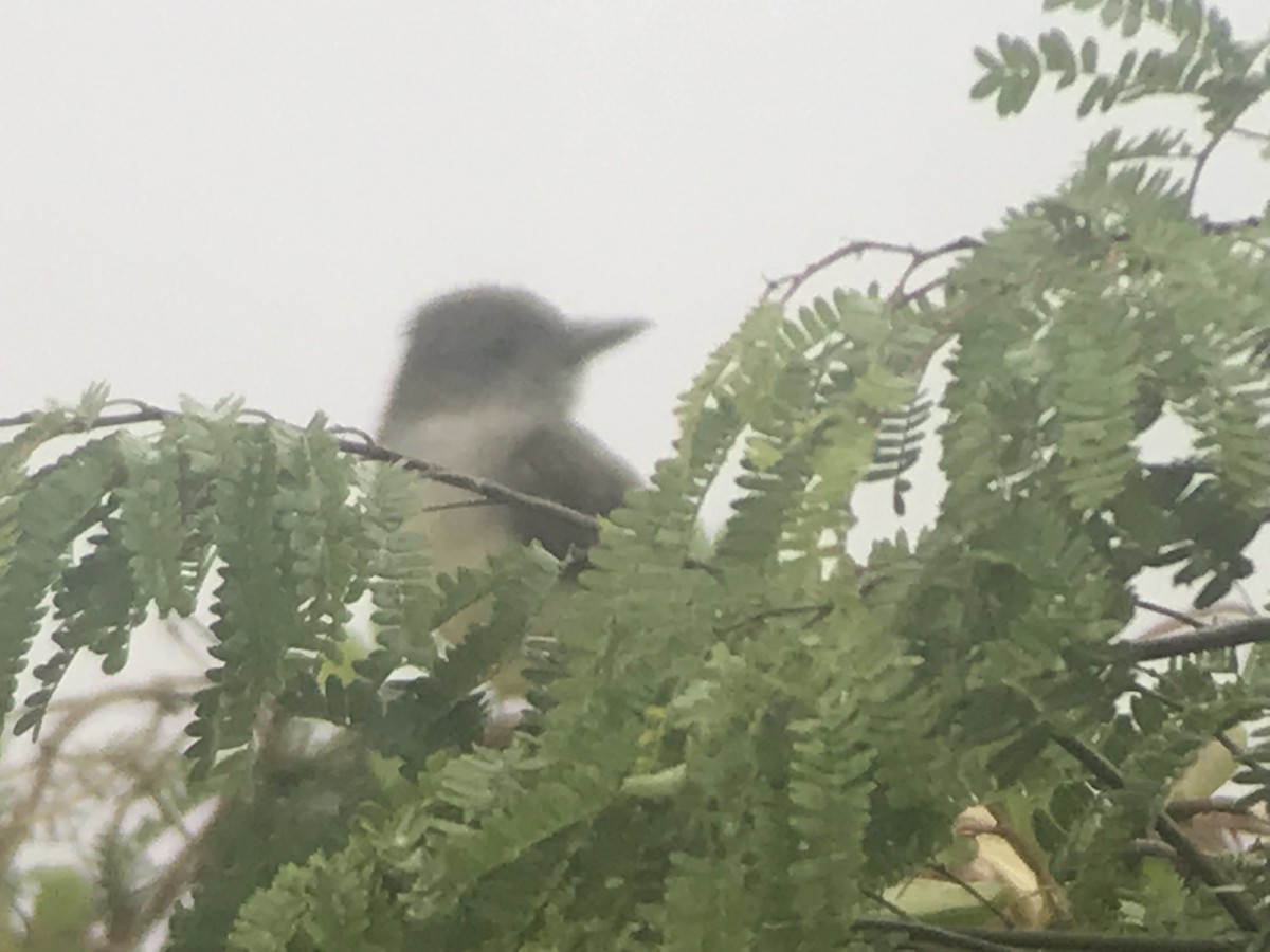 Brown-crested Flycatcher - ML615510976