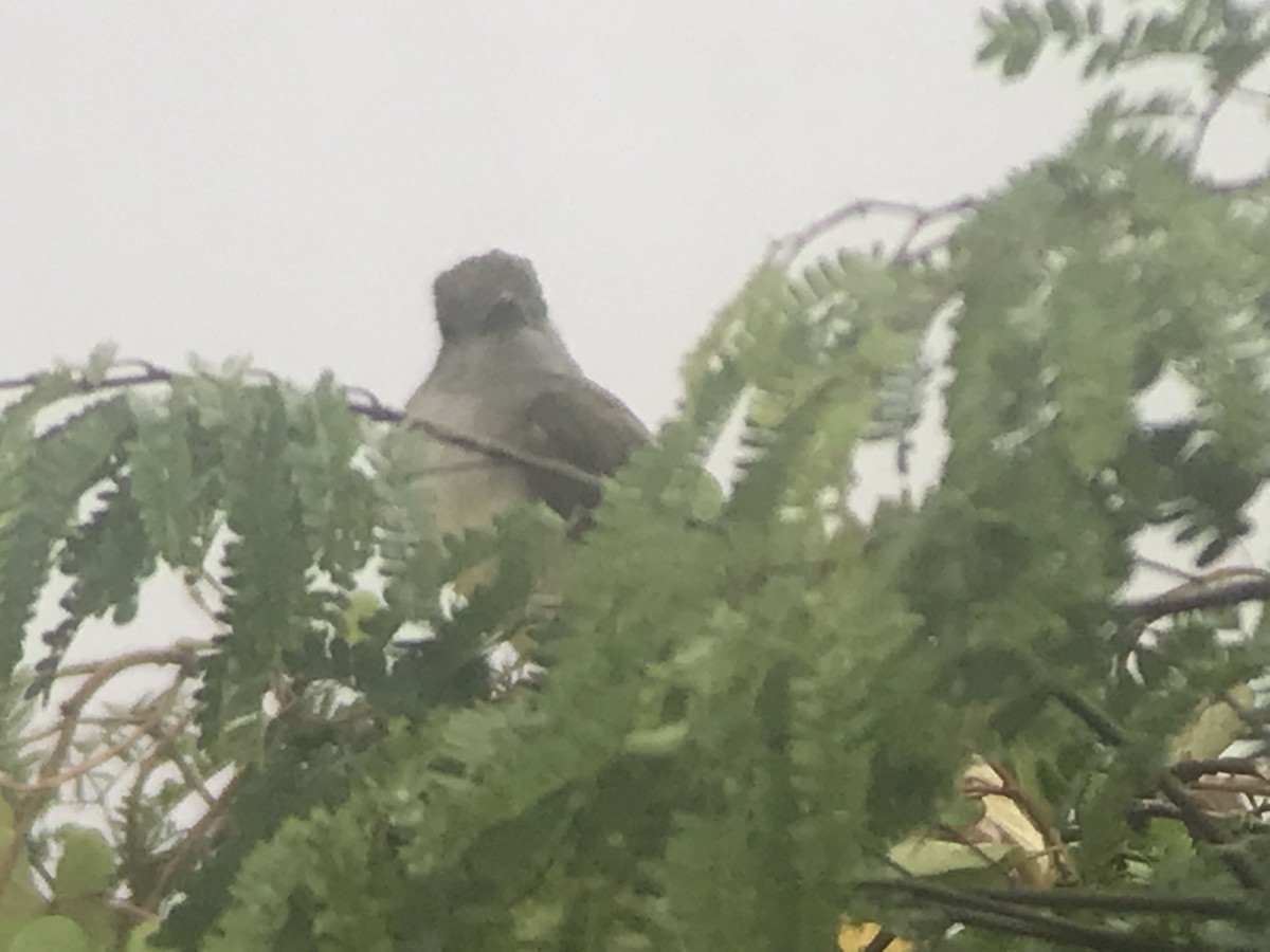 Brown-crested Flycatcher - ML615510977