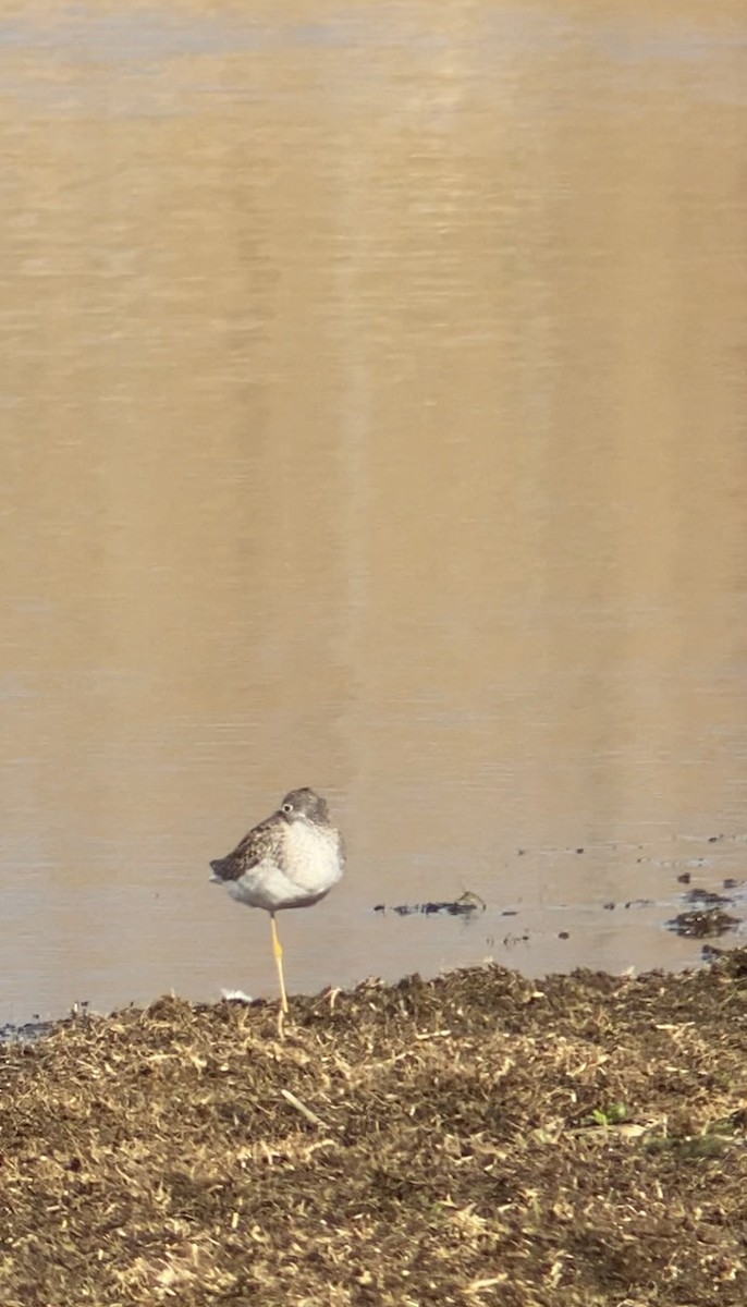 Greater Yellowlegs - ML615511010