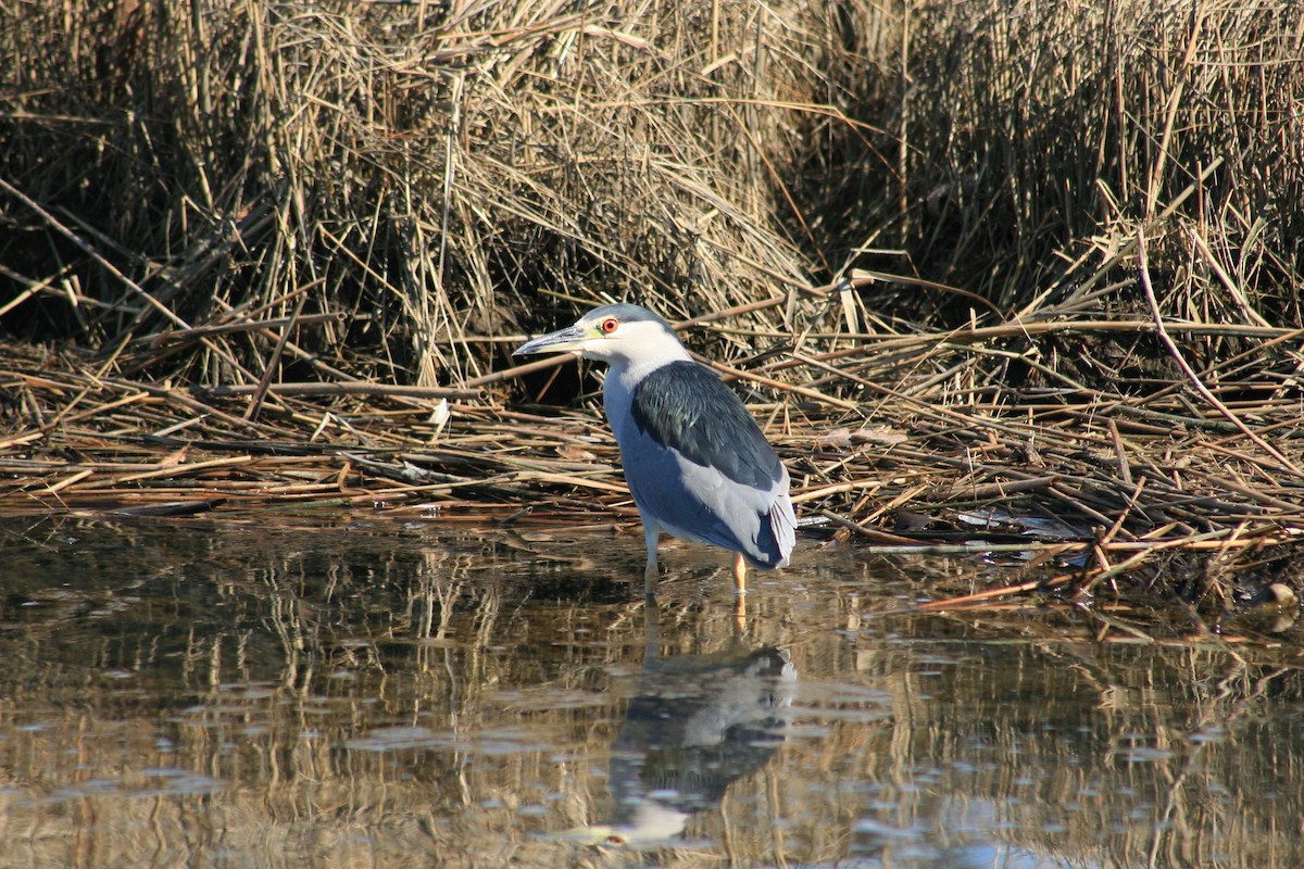 Black-crowned Night Heron - Connor Hogan