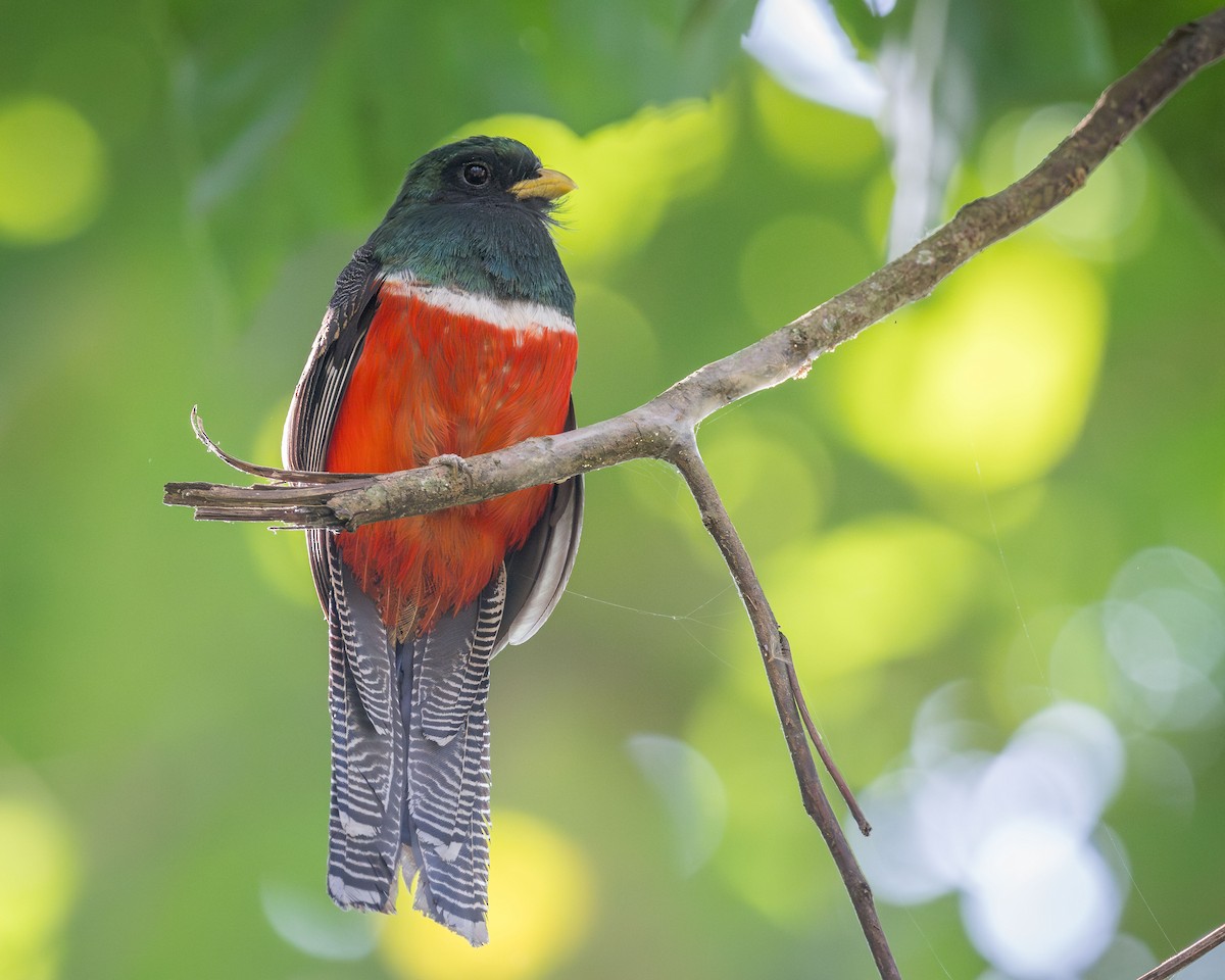 Collared Trogon - Ryan Shean