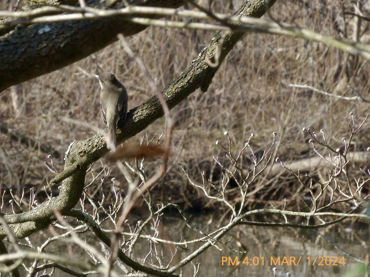 Eastern Phoebe - Sam Skinner