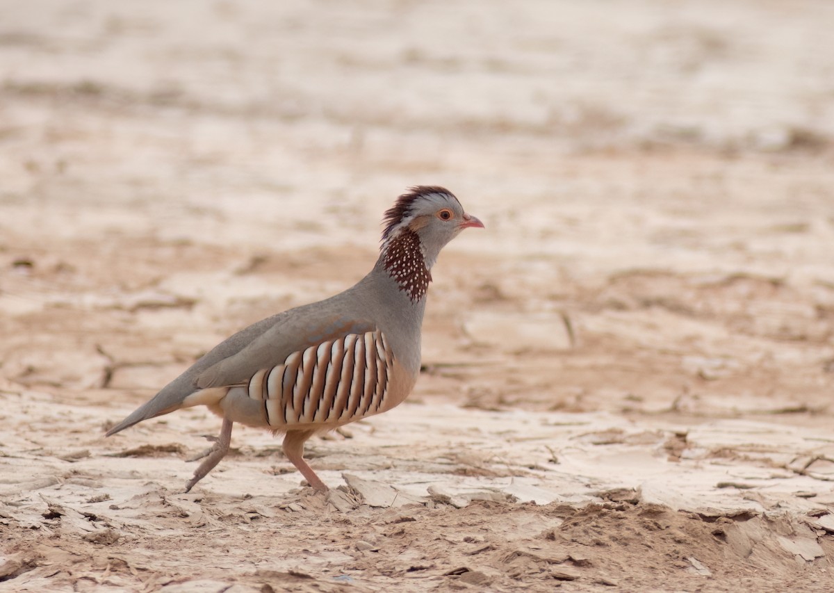 Barbary Partridge - ML615511055