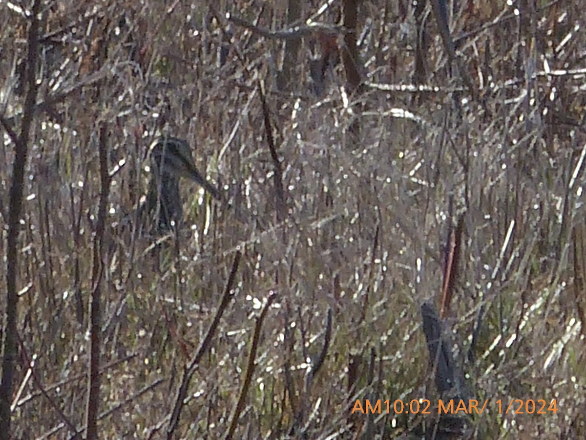 Wilson's Snipe - ML615511086