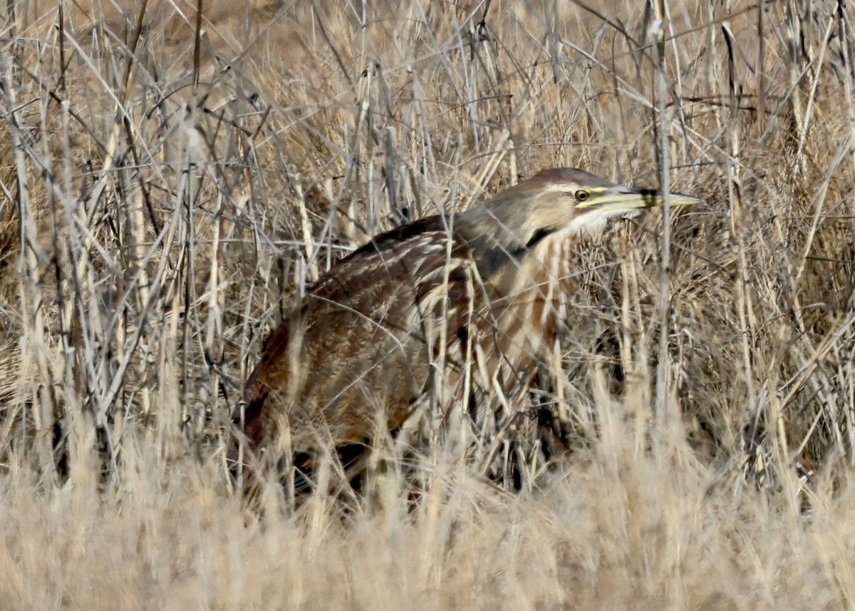 American Bittern - ML615511149